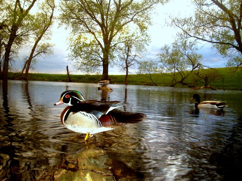 SW Minnesota duck trail pics 05292011 Puddler Duck Hunting